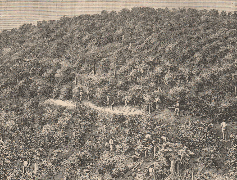 Coffee Plantations. Brazil 1885 old antique vintage print picture
